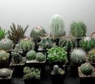 Főoldal cleistocactus Strauss kilátást fotók, teret hagyva feltételek (fotó) Főoldal cleistocactus Strauss kilátást fotók, így beltérben
