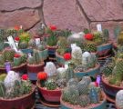 Homemade stick stick cactus tipuri de fotografii, îngrijire în condiții de cameră