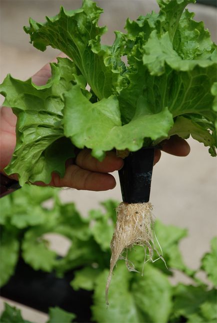 Acasă hydroponics cu mâinile tale din tevi din PVC