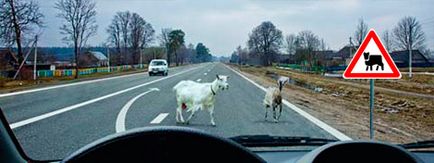 Дорожній знак «перегін худоби», пдд онлайн
