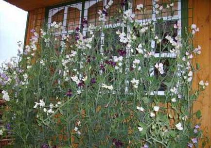 Mazăre dulce, în creștere de la semințe, la plantare, fotografie