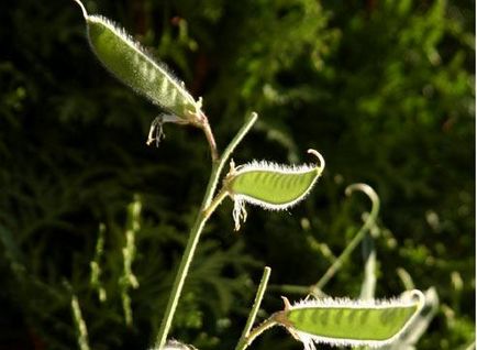 Mazăre dulce, în creștere de la semințe, la plantare, fotografie