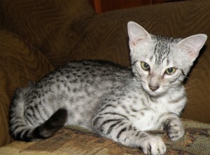 Egyptian Mau descriere istorie, personaj, fotografie, pisica si pisica