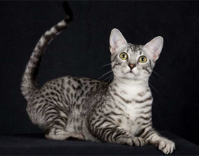 Egyptian Mau descriere istorie, personaj, fotografie, pisica si pisica