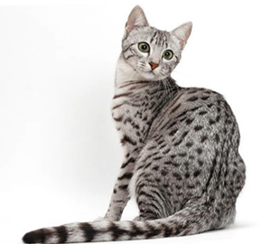 Egyptian Mau descriere istorie, personaj, fotografie, pisica si pisica