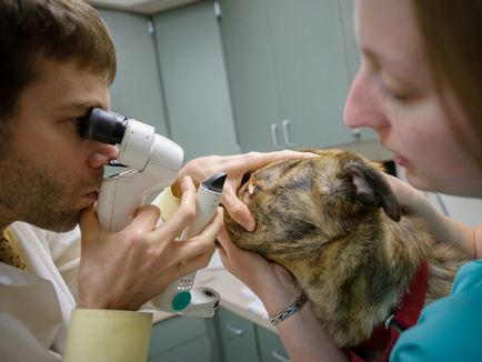Epifora în tratamentul și prevenirea câinilor