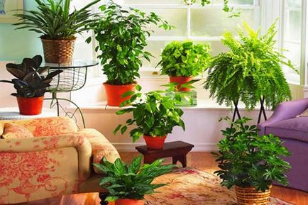 Ezek a növények megvédi Önt és a haza a szemmel verés amulettek növény a károsodástól