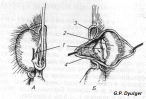 Fiziologia reproducerii și a patologiei reproductive a câinilor