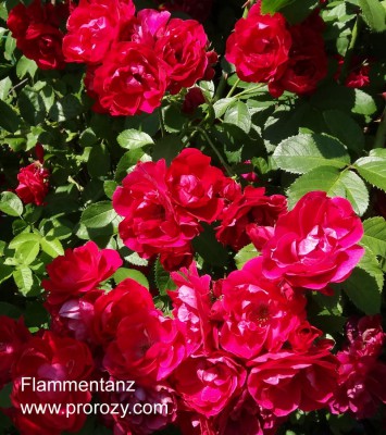 Flammentanz - фото і обговорення сортів троянд