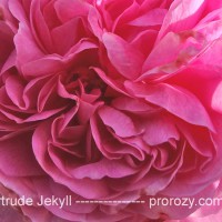 Flammentanz - foto și discuții despre soiurile de trandafiri
