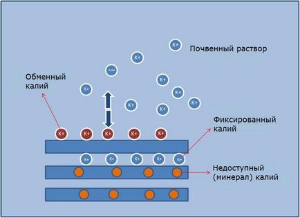 Фосфор і калій в грунті і в рослинах, сучасне сільське господарство для професіоналів