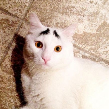 Imagini ale unei pisici cu sprâncene preocupate - anima lol