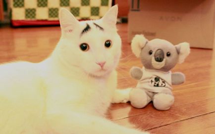 Фотографії кота зі стурбованими бровами - anima lol