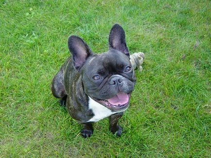 French Bulldog Descriere rasa, fotografie, sanatate, caracter si ingrijire