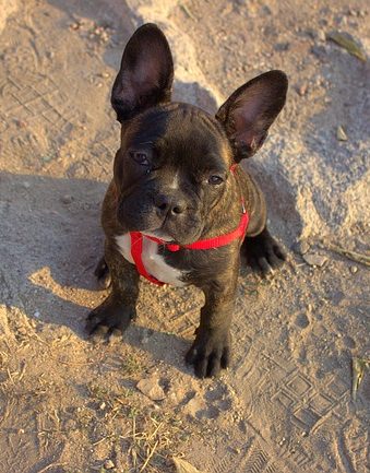 Francia Bulldog Breed leírás, fotó, egészség, karakter és gondozás