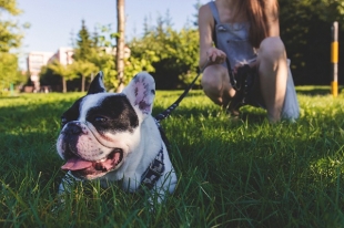 Francia Bulldog Breed leírás, fotó, egészség, karakter és gondozás