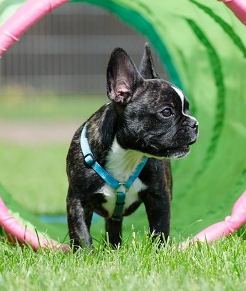 Francia Bulldog Breed leírás, fotó, egészség, karakter és gondozás