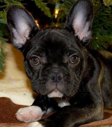 Francia Bulldog Breed leírás, fotó, egészség, karakter és gondozás