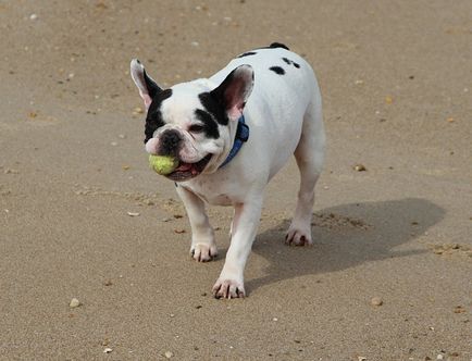 Francia Bulldog Breed leírás, fotó, egészség, karakter és gondozás