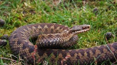 Lakott egy vipera, és mit kell tenni, ha megharapott egy kígyó