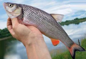 Головень, водоналивний поплавок, хрущ і інші насадки, рибалка