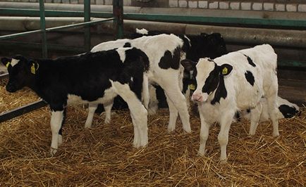 Holstein rasa de vaci descriere, descriere și conținut cu evaluări de la egal la egal