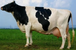 Holstein tehén jellemző a tartalmi leírás és a gazdák véleménye