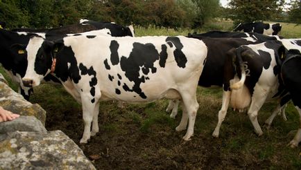 Holstein rasa de vaci descriere, descriere și conținut cu evaluări de la egal la egal