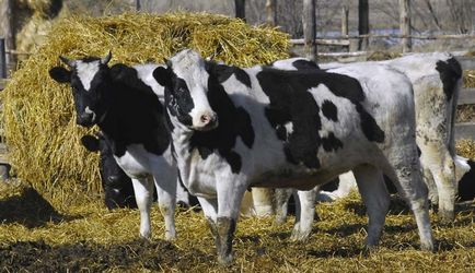 Holstein rasa de vaci descriere, descriere și conținut cu evaluări de la egal la egal