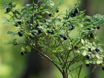 Semințe de plantare de afine, o îngrijire adecvată și o fotografie de creștere