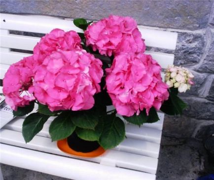 Hortensia camera de plantare și îngrijire