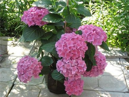 Hortensia camera de plantare și îngrijire