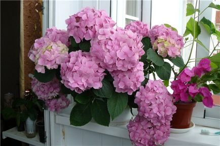 Hortensia camera de plantare și îngrijire