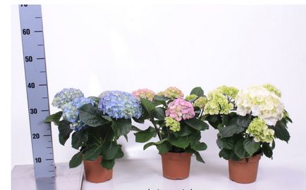 Hortensia camera de plantare și îngrijire