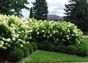 Hydrangea paniculate în design peisagistic