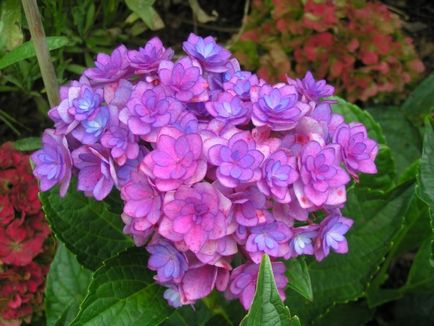 Hortensia paniculate - aspect, plantare și îngrijire, reproducere