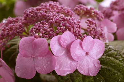 Hortenzia paniculata - megjelenés, telepítése és karbantartása, szorzás