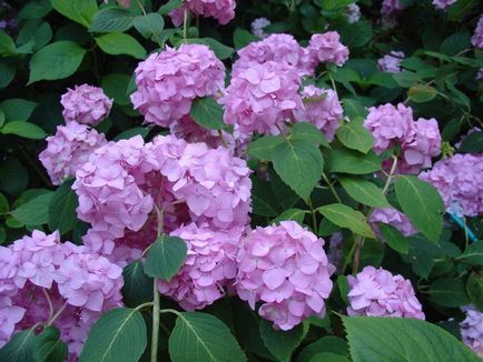 Hortensia paniculate - aspect, plantare și îngrijire, reproducere