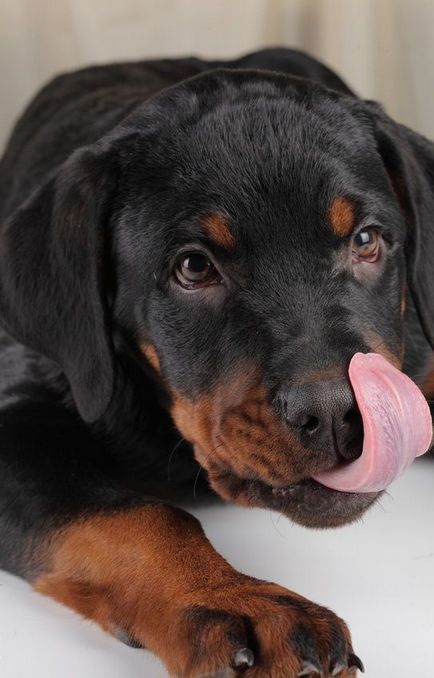 Esti gata sa ai un caine, de care trebuie sa stii daca vei lua un catelus, animale