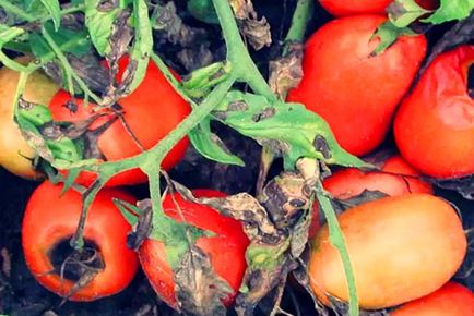 Грибкові захворювання томатів - ознаки, методи профілактики і боротьби, відео