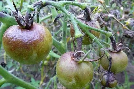 Boli fungice ale tomatelor - semne, metode de prevenire și control, video