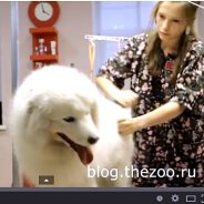 Grooming Samoyed, Secretele de îngrijire la domiciliu