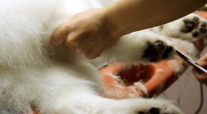 Grooming Samoyed, Secretele de îngrijire la domiciliu