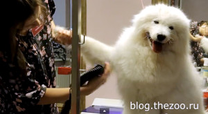 Grooming Samoyed, Secretele de îngrijire la domiciliu