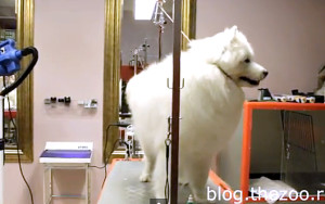 Grooming Samoyed, Secretele de îngrijire la domiciliu