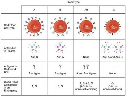 Групи крові схема переливання крові, резус-фактор