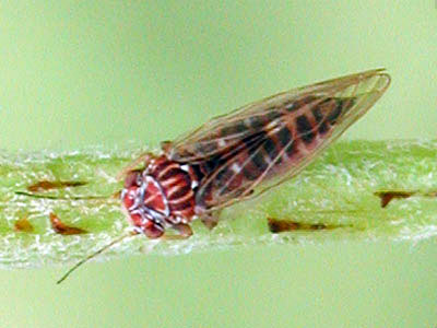 Грушева мідяниця (звичайна грушева листоблішка) - фото, опис, способи боротьби