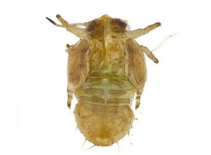 Грушева мідяниця (звичайна грушева листоблішка) - фото, опис, способи боротьби