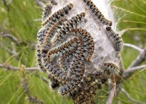 Caterpillar vierme de mătase fotografie și descriere