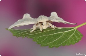 Caterpillar vierme de mătase fotografie și descriere